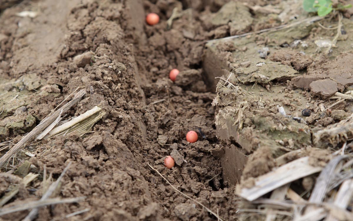 Indian soybeans