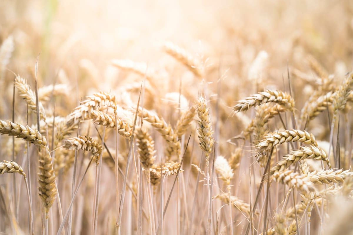 Lokwan Wheat grains
