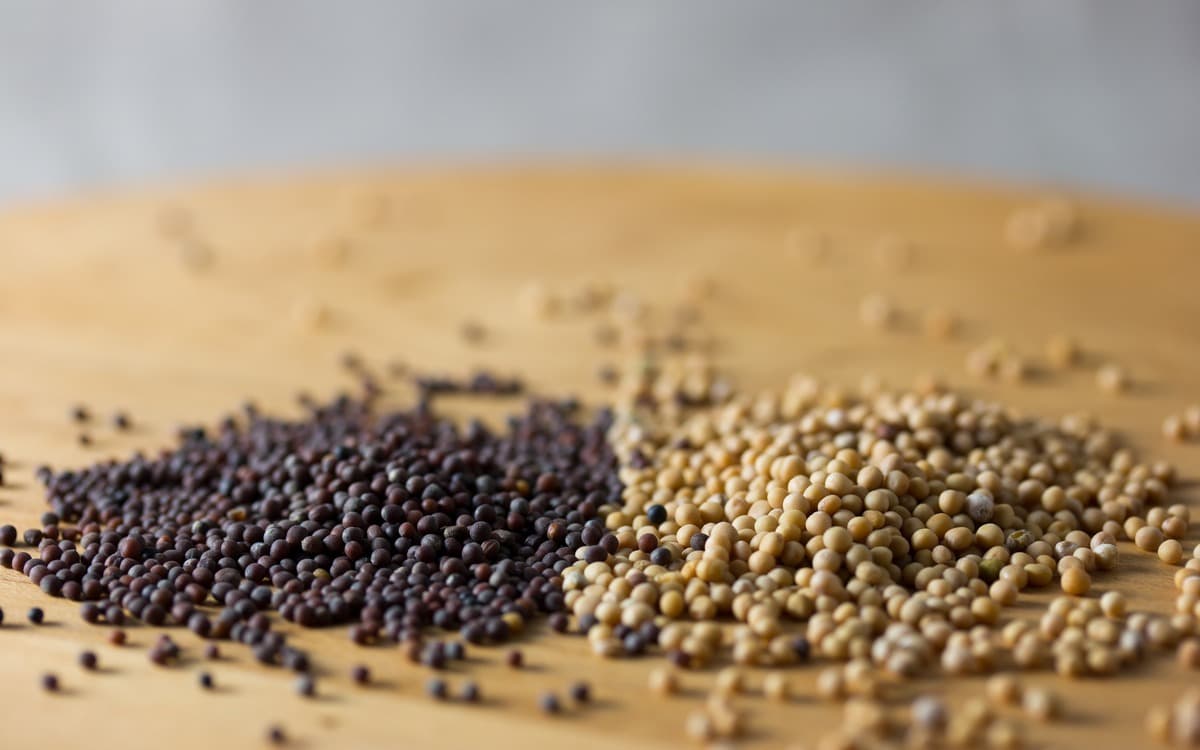 Premium mustard seeds