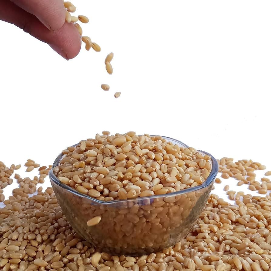 Sharbati Wheat grains