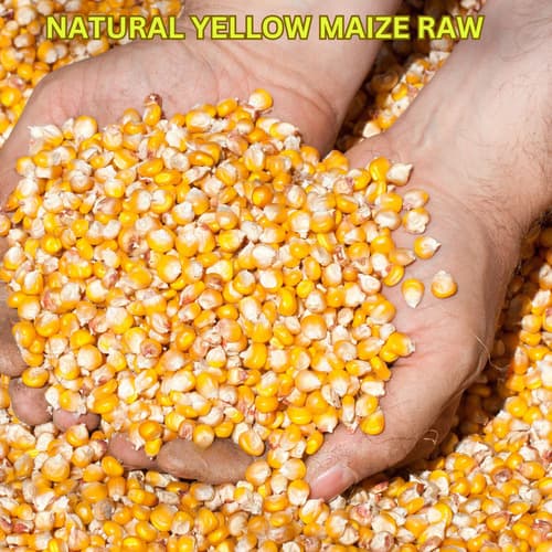 Yellow Maize kernels