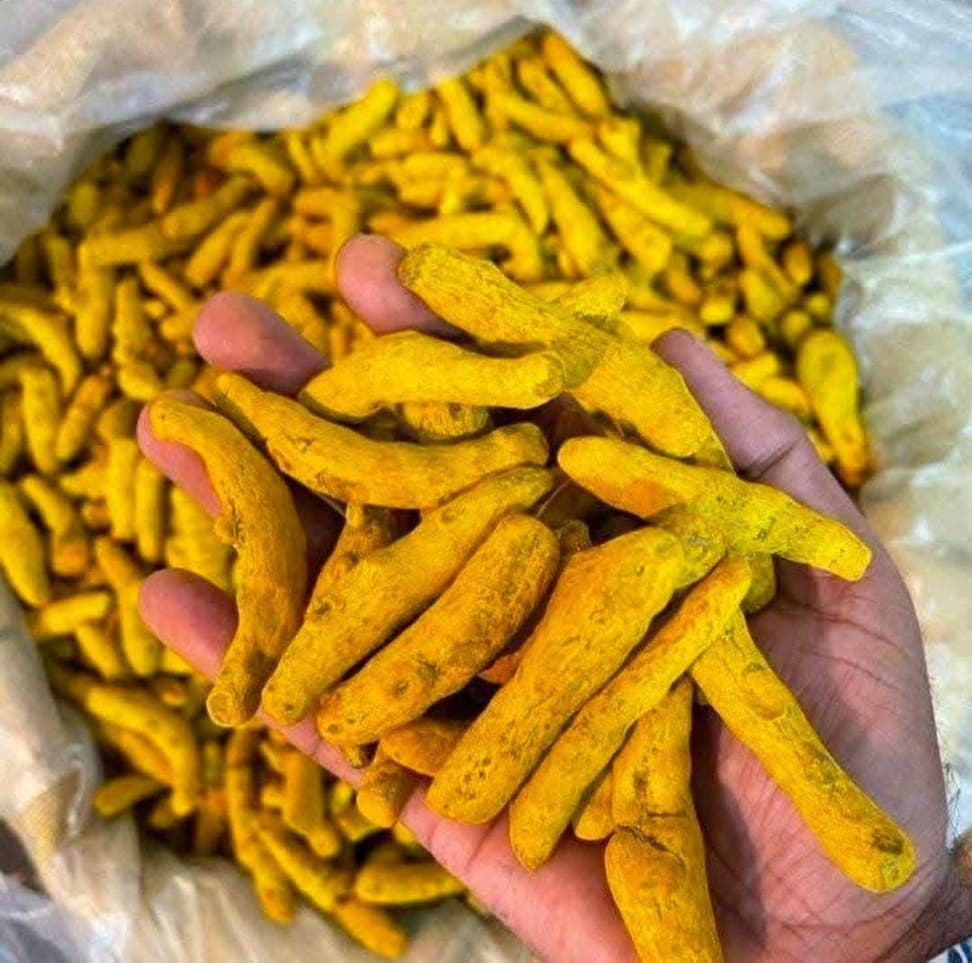 Whole dried Indian turmeric fingers