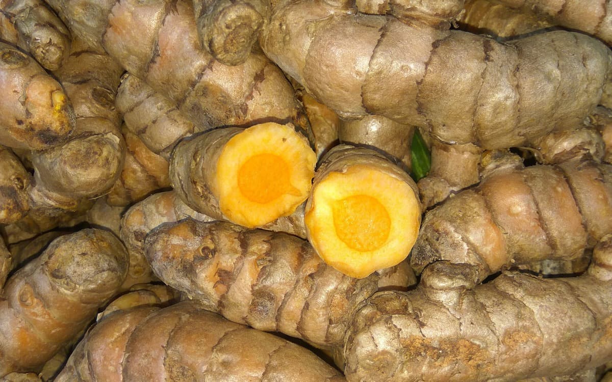 Fresh Indian raw turmeric