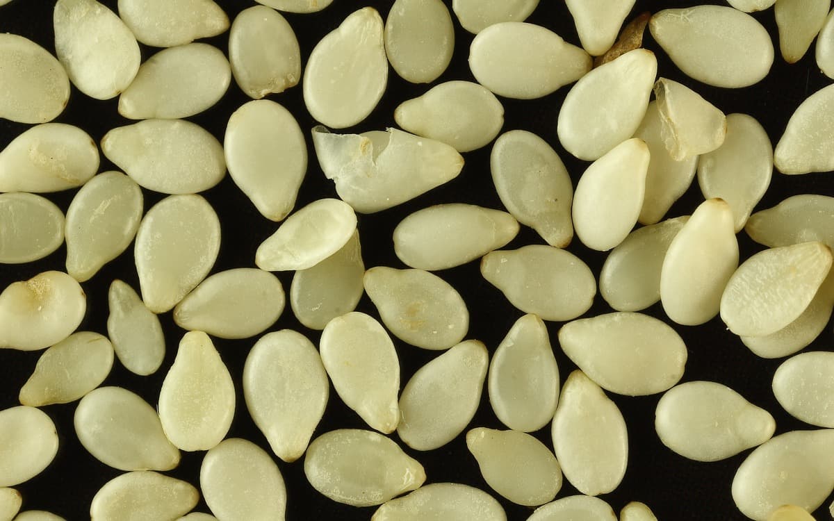 Premium sesame seeds