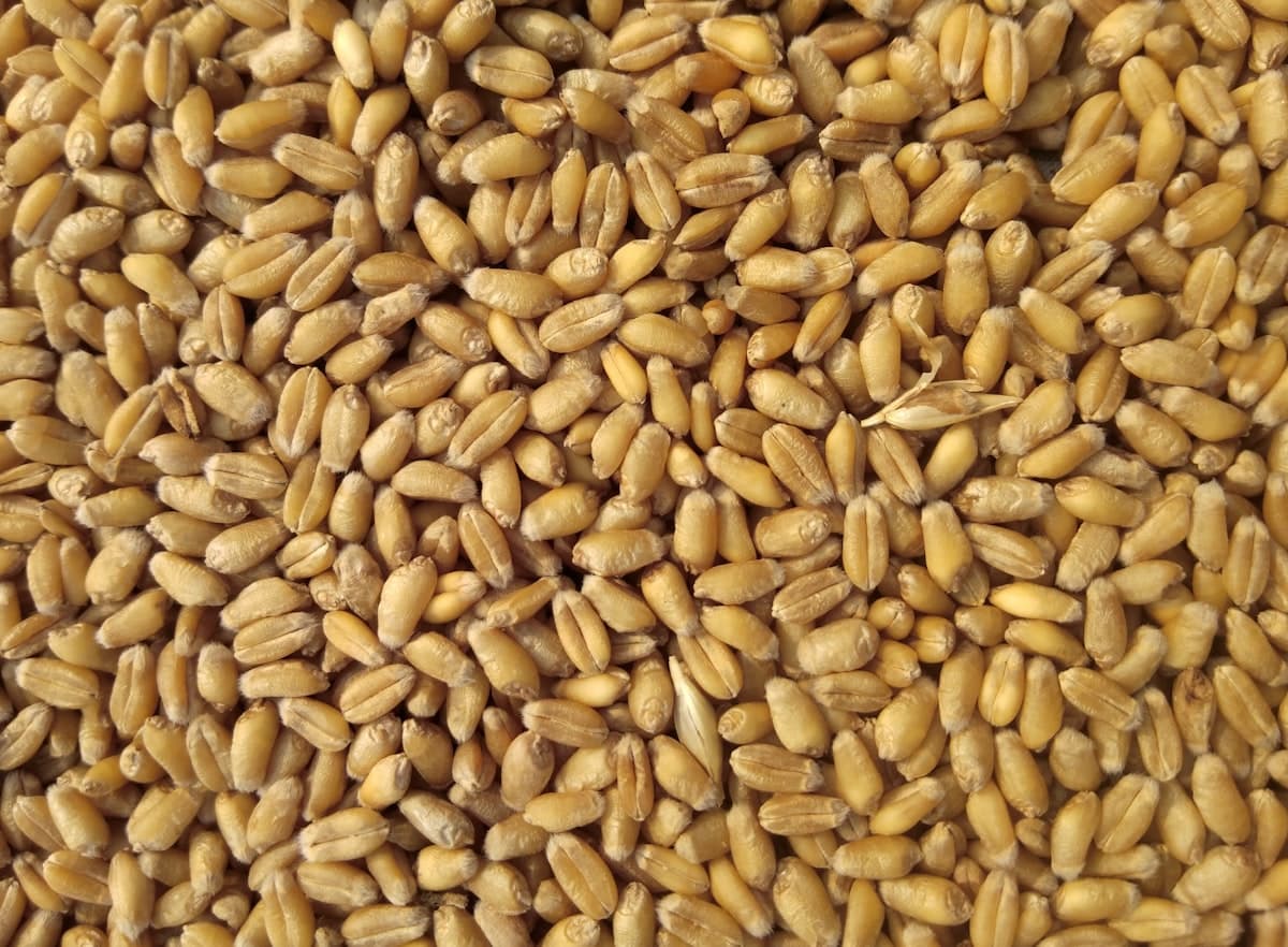 Sharbati Wheat grains
