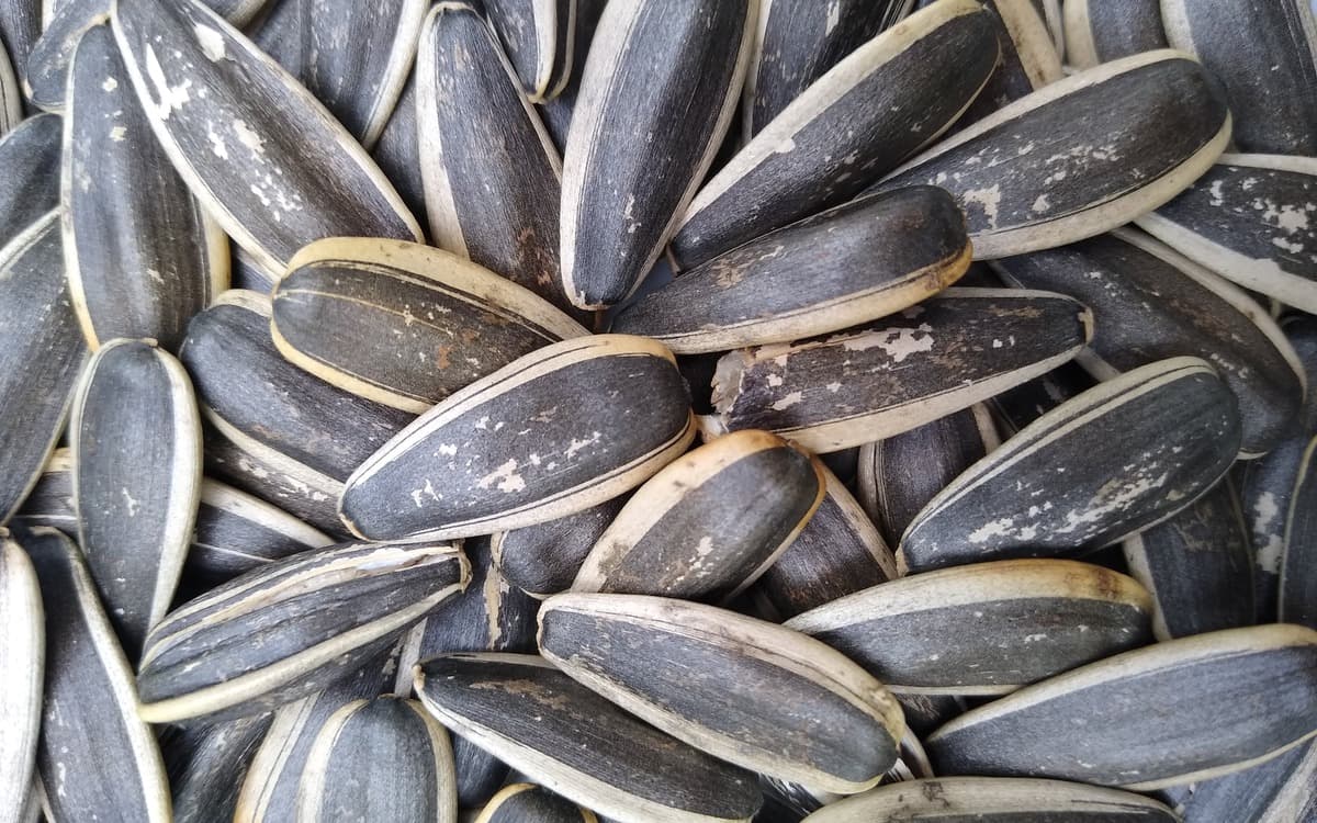 Premium sunflower seeds