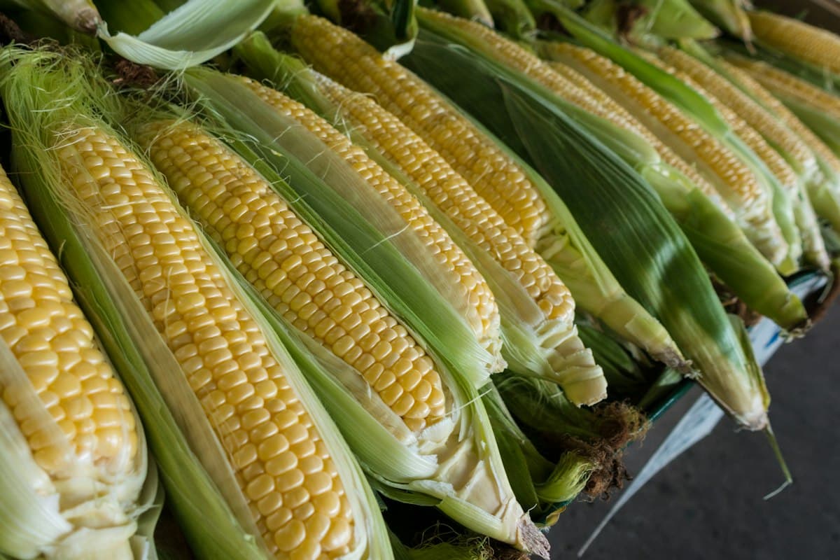 Yellow Maize kernels