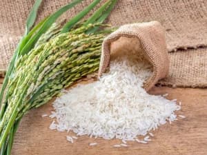 1509 Basmati Rice grains
