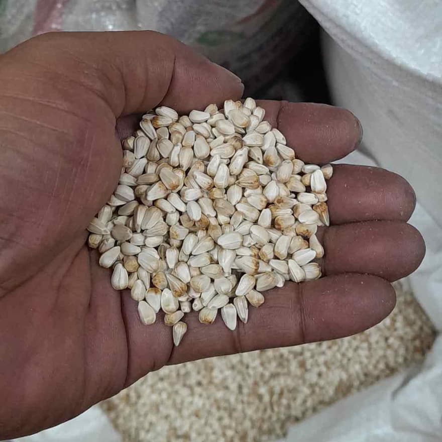 Premium safflower seeds