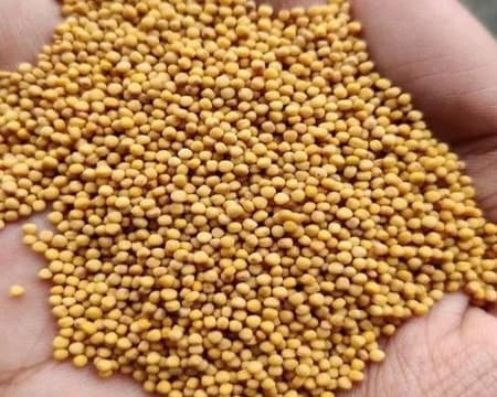 Mustard seeds