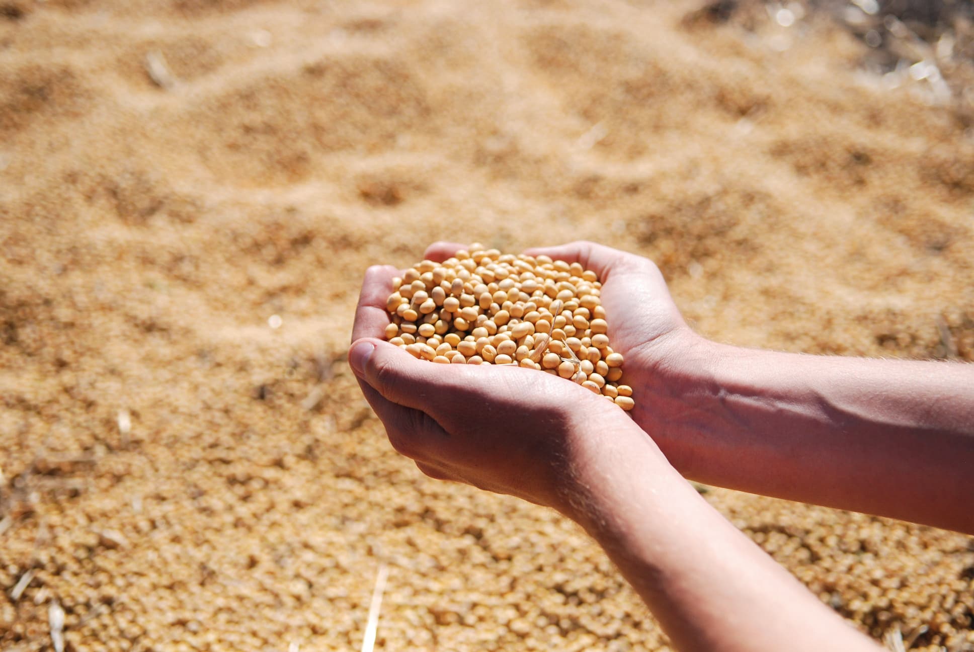 Indian soybeans in a hand