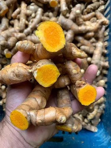 Fresh Indian raw turmeric