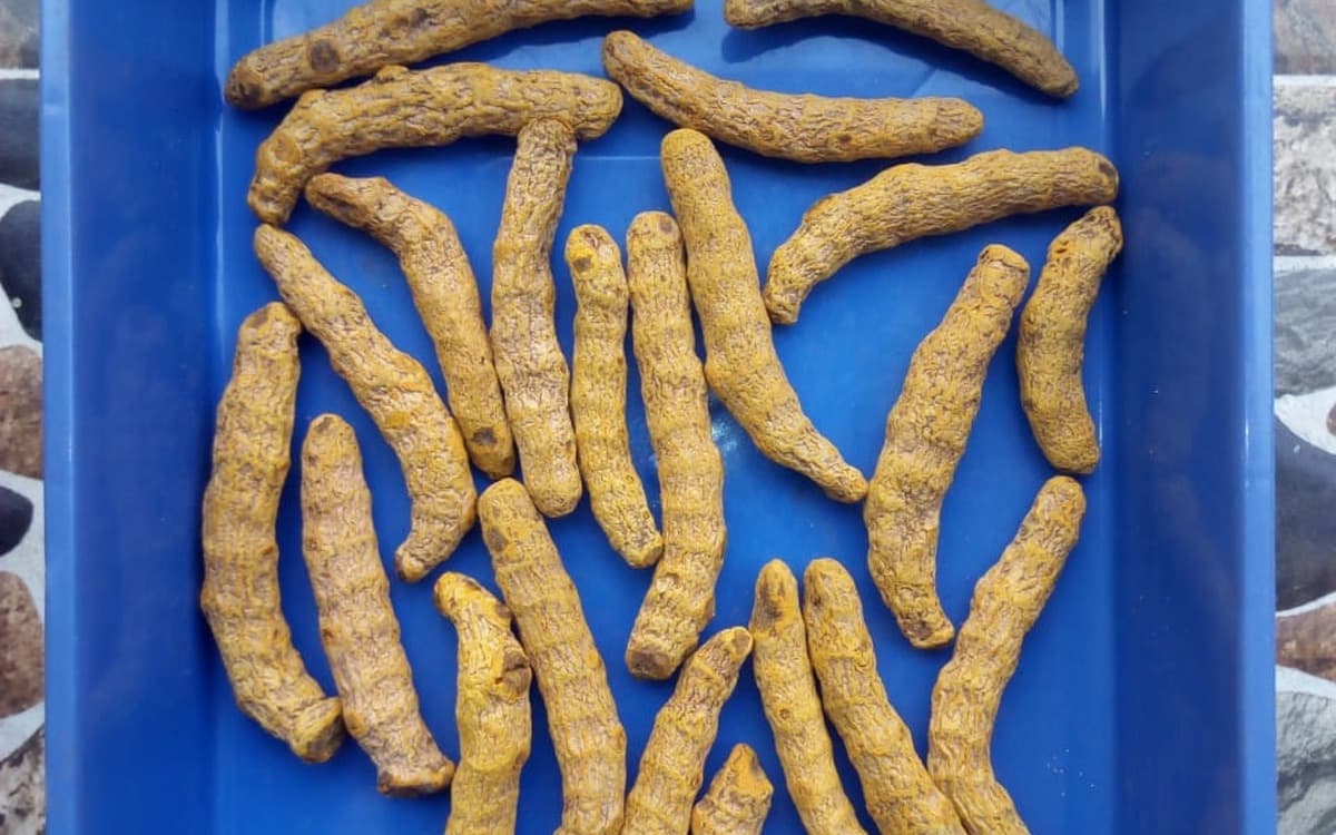 Whole dried Indian turmeric fingers